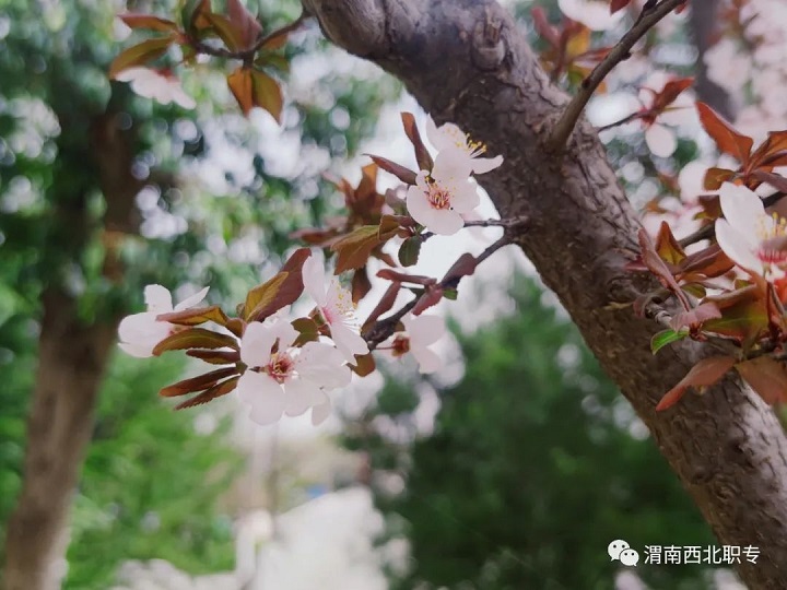 等待，在櫻花盛開的春天！——西北新世紀(jì)學(xué)校賞櫻記！
